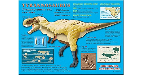 Amazon ティラノサウルス 羽毛 B５サイズ ３３０ピース ミュージアム ジグソーパズル ジグソーパズル おもちゃ
