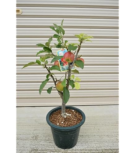 SALE！りんごちゃん　　リーフ 楽天市場】サントリー なっちゃん りんご 1．5L ペットボトル