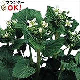 国華園　山菜苗　畑ワサビ　2株【※発送が国華園からの場合のみ正規品です】