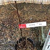 マタタビ 苗木 マタタビ（オス） 12cmポット苗 またたび 苗