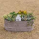 多肉植物 寄せ植え taniku メゾンタウン ( オーバルポット ) L サイズ