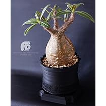 61fWvuhGArL._AC_UL210_SR210,