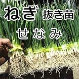 ねぎ 苗 せなみ 抜き苗 30本 ネギ