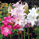 国華園　夏植え球根 ホンアマリリス(ベラドンナリリー) ミックス (無選別) 6球【※発送が国華園からの場合のみ正規品です】