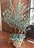 オリーブの木　品種違い２本寄せ植え　Oli-me（オリーミー）　アイビーを垂らしてオシャレ仕上げ L-サイズ　テラコッタ陶器鉢植え