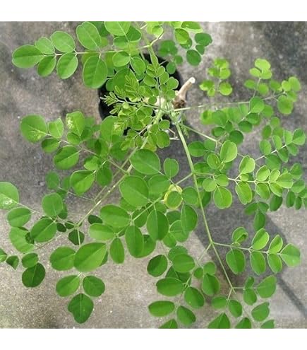 Amazon.co.jp: 熱帯果樹 ミラクルフルーツ（Synsepalum dulcificum