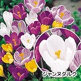 国華園　秋植え球根 大輪クロッカス ジャンヌダルク 20球【※発送が国華園からの場合のみ正規品です】