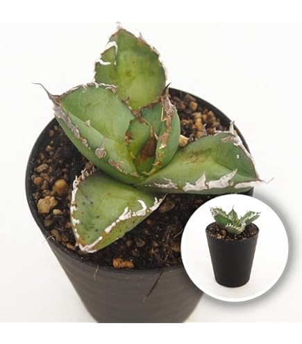 アガベ　チタノタ　国産白鯨(旧来白鯨) 大株 Amazon.co.jp: アガベ チタノタ 国産白鯨(旧来白鯨) 大株