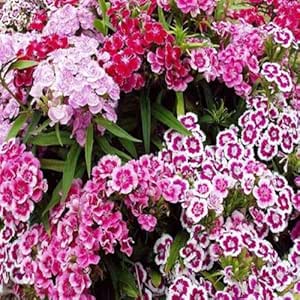 Amazon Co Jp Seedスウィートウィリアムズ アメリカナデシコミックスシード パケットあたり100 ホーム キッチン