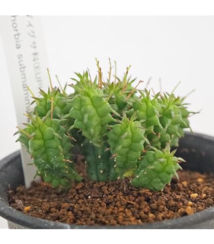 Amazon|【現品限り】ブーファン・ハエマンソイデス 1年管理 おそらく Amazon|【現品限り】ブーファン・ハエマンソイデス 1年管理 おそらく