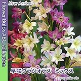★新着！【美しい花色】早咲きタイプ「早咲グラジオラス・ミックス」5球【球根】