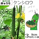 接ぎ木 きゅうり 苗 ケンシロウ 胡瓜