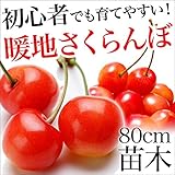 暖地さくらんぼ 苗木 苗 果樹 果樹苗 さくらんぼ サクランボ 暖地桜桃 1本で実がなる