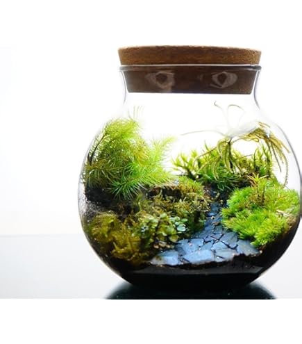 Amazon.co.jp: 【苔庵介る】 【LEDで光る】苔テラリウム 完成品 13cm