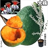 国華園　果樹苗　フェイジョア大株　アポロ大株　1株【※発送が国華園からの場合のみ正規品です】