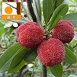 ヤマモモ（山桃）：東魁（トウカイ）4.5号ポット[ピンポン玉ほどの大きさにもなる大実の品種] ノーブランド品