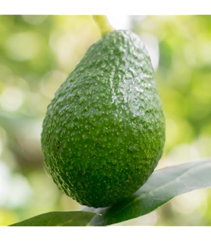 Amazon.co.jp: アボカド・エッティンガー 接木2年生苗木 7寸大苗【果樹