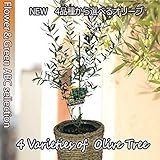 ４品種から選べる オリーブ苗 ５号【果樹苗】【送料無料】 (アルボサナ)