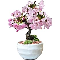 桜 盆栽 満開 散り桜 桜 盆栽 満開 散り桜 【公式通販】