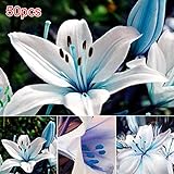 球根 花ユリ グラスオーナメント 草 花の種子 ホーム ガーデン 鉢植え 植物 かわいい新花 フラワー種子 ハーブ コルデリア・セロワナ50PCS/セット