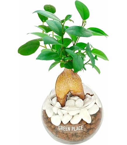 Amazon.co.jp: 斑入りガジュマル 黄斑 曙斑 挿し穂1本 : DIY・工具