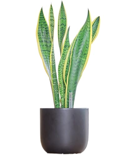 Amazon｜観葉植物 サンスベリア 鉢植え 【空気清浄効果】 鉢花