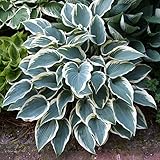 【宿根草】ホスタ「エル・ニーニョ」