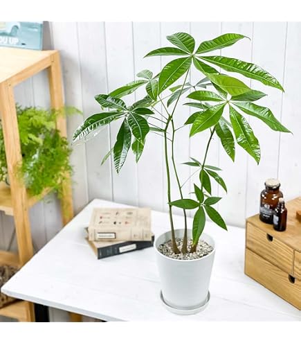 Amazon｜山野草 シラネアオイ 八重実生｜観葉植物 オンライン通販