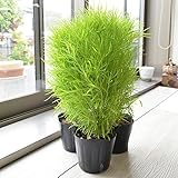 相武ガーデン ホウキソウ/ほうき草 コキア 4寸ポット苗 3ポットセット