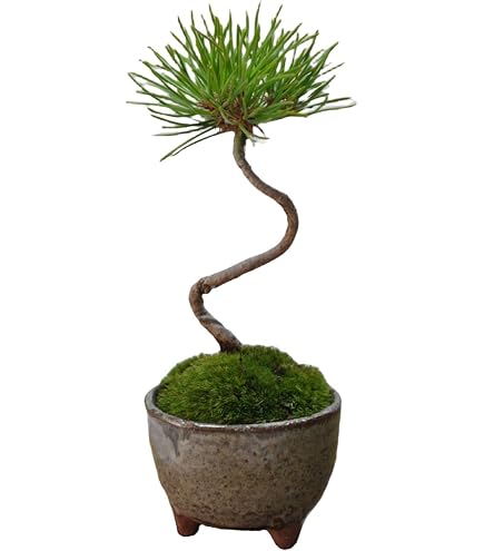 Amazon.co.jp: ミニ盆栽 盆栽素材 黒松 苗木 15本セット : DIY・工具