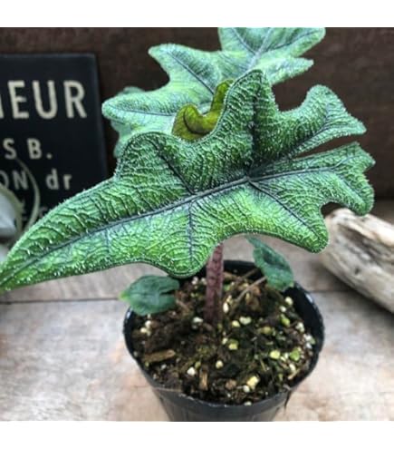 Amazon.co.jp: 観葉植物 希 アロカシア・スティングレイ ② MWNSQ