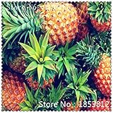 1Bag=100pcs Pineapple seeds Fruit Seeds Green Seeds Rare Exotic Bonsai Potted Gift Plant Decoration 