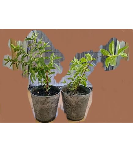 Amazon.co.jp: 台湾グアバ 取木 苗木 : DIY・工具・ガーデン