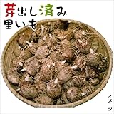 国華園　里いも種芋　芽出しサトイモ(土垂れ系統選抜系)　500g【※発送が国華園からの場合のみ正規品です】