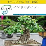 SAFLAX - 鉢植えセット - インドボダイジュ - 100 個の種。- ミニプラスチックグリーンハウス、鉢植え用土壌、鉢×2個を含みます - Ficus religiosa