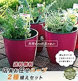 ハーブ 苗 寄せ植え【送料無料】 店長お任せ寄せ植えセット (鉢カバー付)