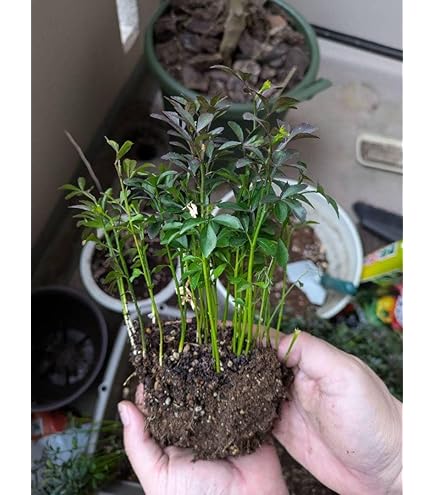 からたち（枳殻）の苗木　農薬不使用　実生苗800本セット Amazon.co.jp: カラタチの実生苗 40苗 柑橘 枳殻 台木 アゲハ蝶
