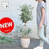 LAND PLANTS 【ガーデンツリー】【果樹】H120cm フェイジョア アンティークブラウン鉢に植えた アナナスガヤバ Garden green series