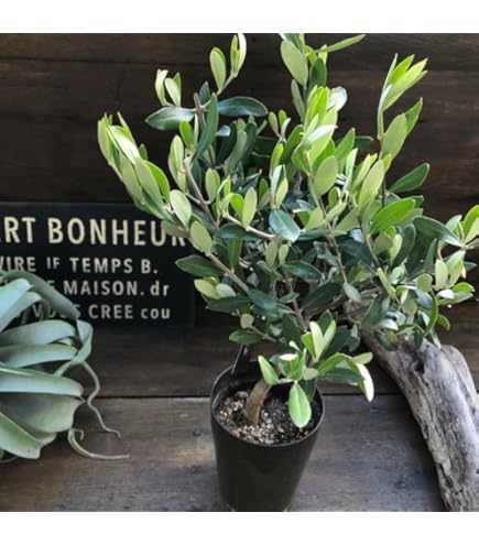 Amazon｜観葉植物 SOUJU 創樹 ブランド：オリーブの木 3号*｜観葉植物