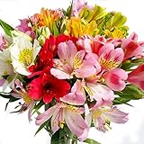 アルストロメリア 切花 一級品 70cm（花5個・蕾5個付き）×10本入り (ミックス)