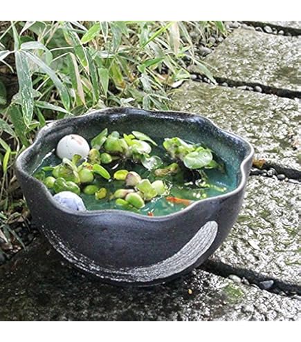 Amazon.co.jp: 信楽焼 睡蓮鉢 メダカ鉢 おしゃれ めだか鉢 陶器