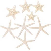 星　ヒトデ　海　天然素材　ミニヒトデ　小さいヒトデ　小さい貝殻　レジン　アート Amazon | 天然ヒトデ ビーチヒトデ 貝殻 ビーチクラフトDIY 装飾