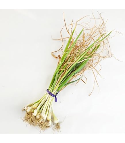 Amazon | ねぎ苗 石倉根深太 一本ネギ 50本 抜き苗 岡山県産 | 野菜