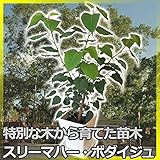 ■特別な印度菩提樹■スリーマハー・ボダイジュ（インドボダイジュ）　5号鉢植・１鉢