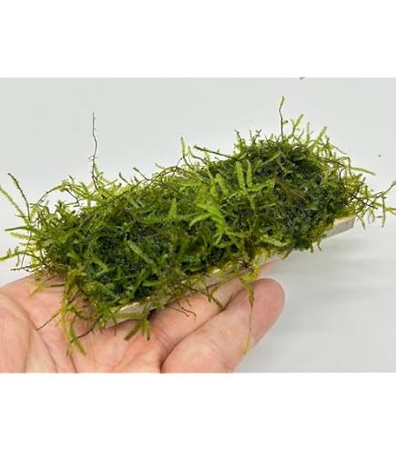 Amazon.co.jp: （水草）国産 ウィローモス 1カップ 約10g（無農薬・無