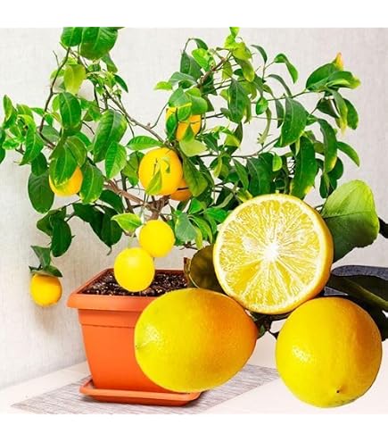 Amazon｜花のギフト社 レモン 苗木 実つき 鉢植え 国産 レモンの木