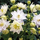 国華園　花たね　西洋おだまき　ホワイト　1袋（10粒）【※発送が国華園からの場合のみ正規品です】