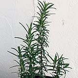 ローズマリー（立性）：レックス3号ポット 6株セット[ハーブ苗]