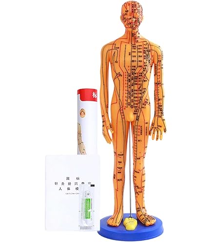 Amazon.co.jp: 頭部鍼灸模型20cm (中国語) [ 鍼灸経穴模型 人体模型
