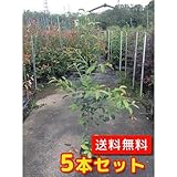【ノーブランド品】 サカキ 樹高0.7m前後 15cmポット 【5本セット】